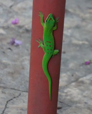 Le Jardin Exotique主图
