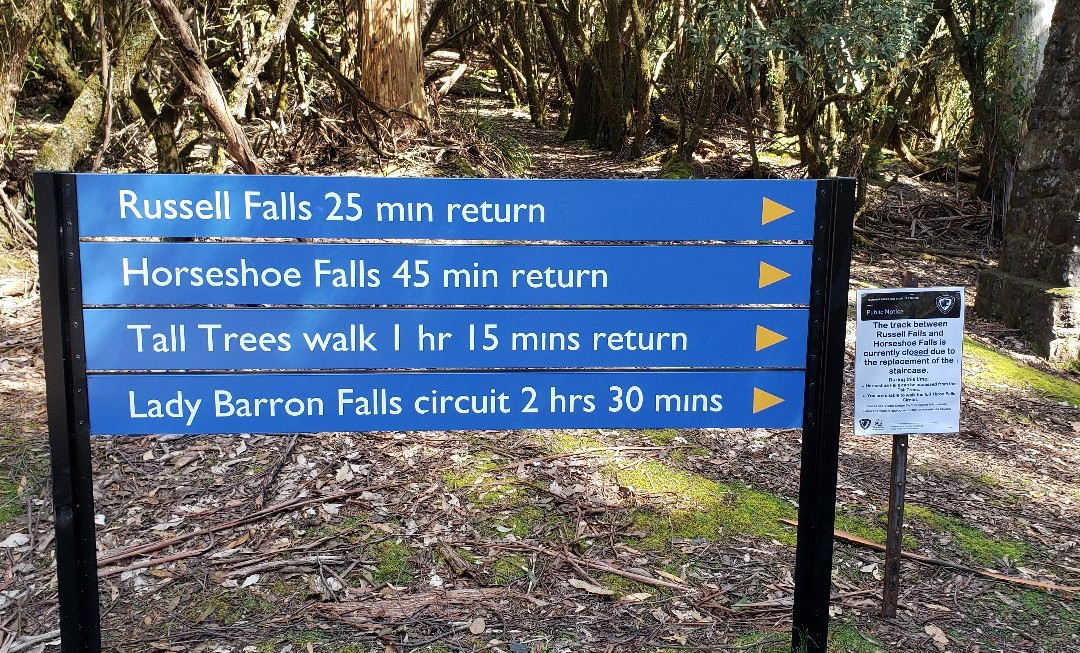 Tall Trees Walk景点图片
