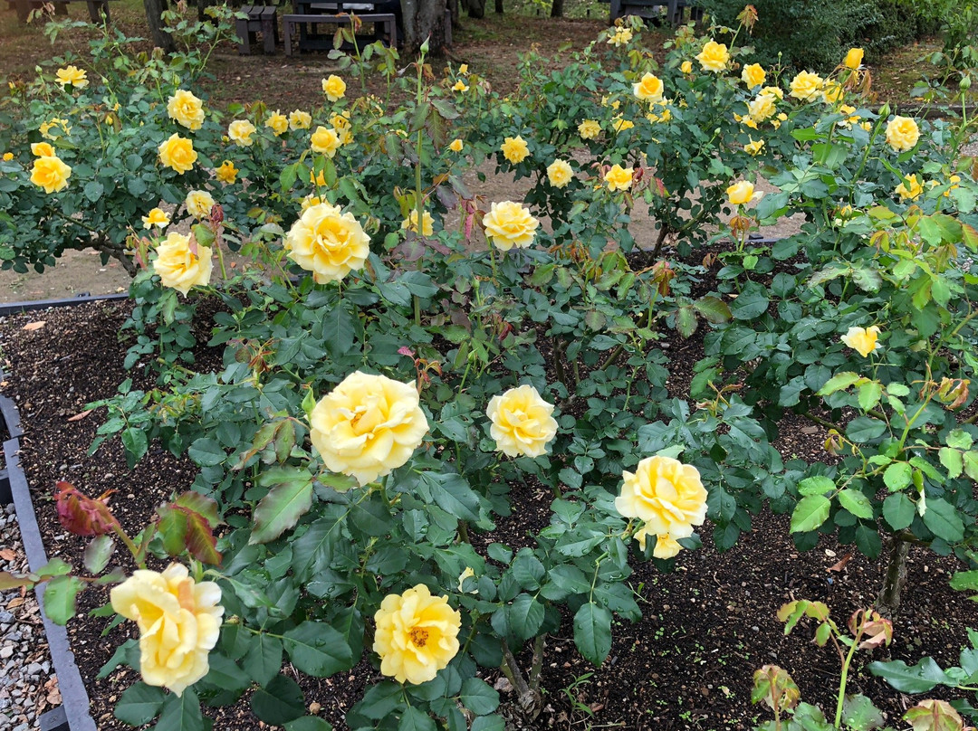 Izumi Recycle Environment Park-和泉市必去景点