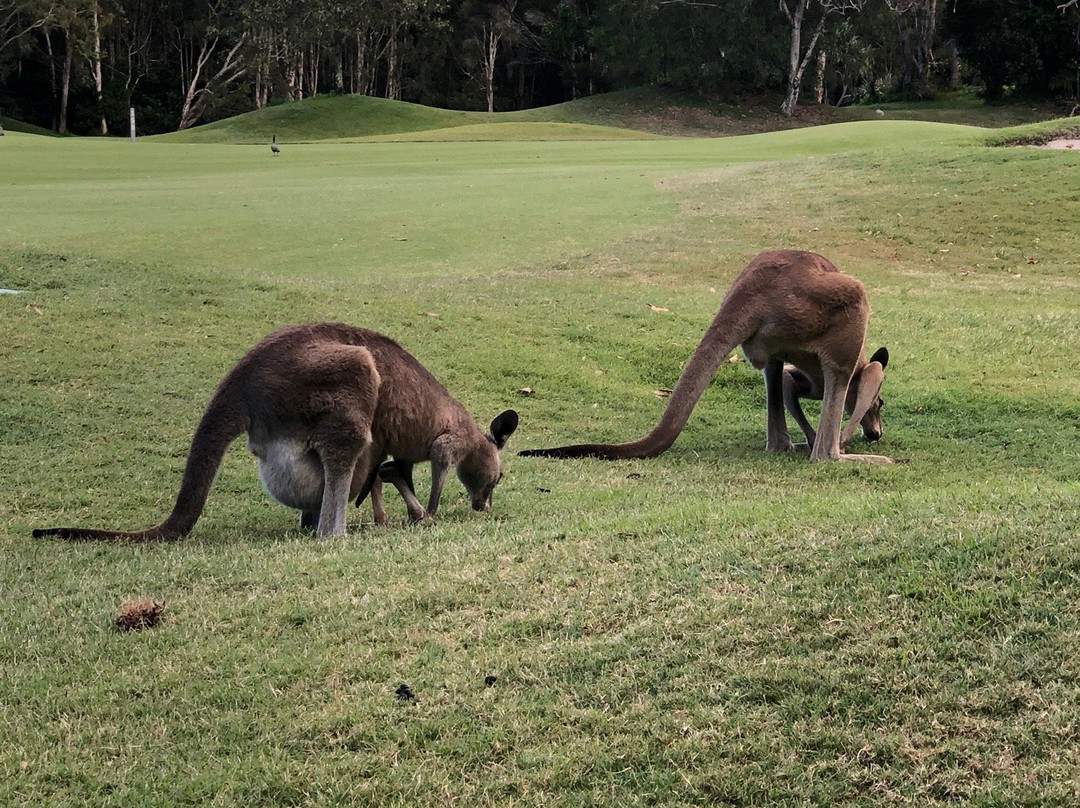 Twin Waters Golf Club景点图片