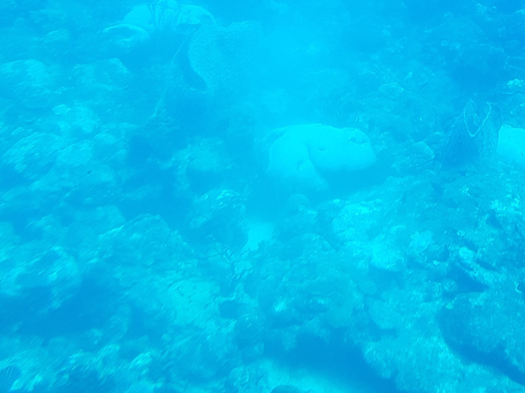 Atlantis Submarines Barbados景点图片