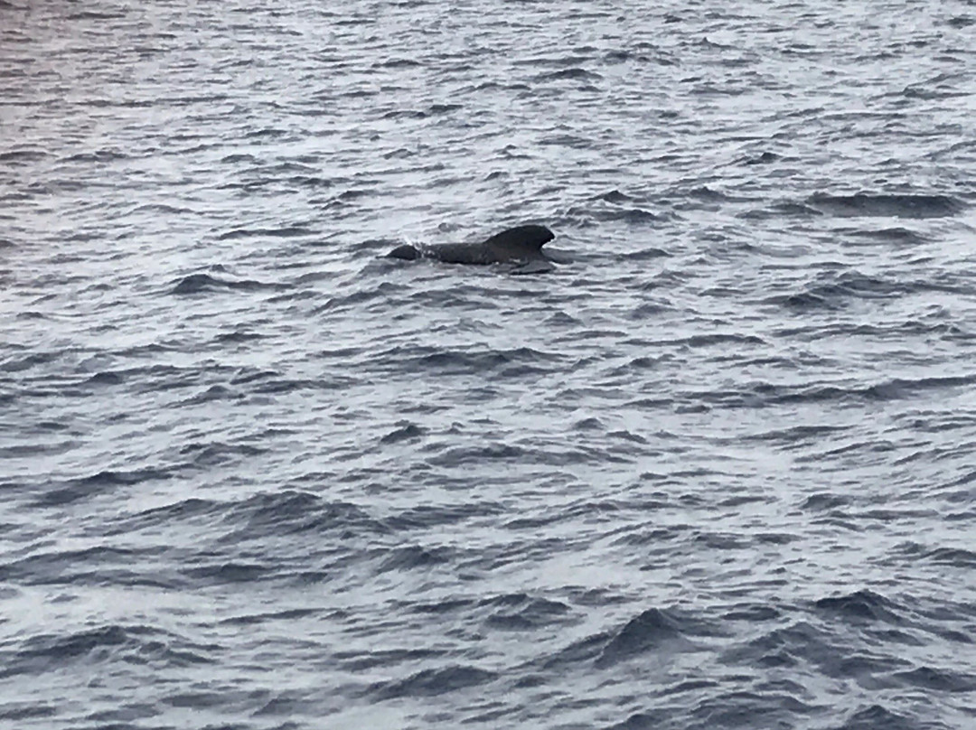 Tonina Cruises-拉斯加勒塔斯必去景点