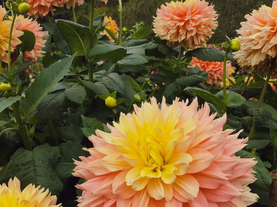 Ryokamisanroku Hananosato Dariaen-小鹿野町必去景点