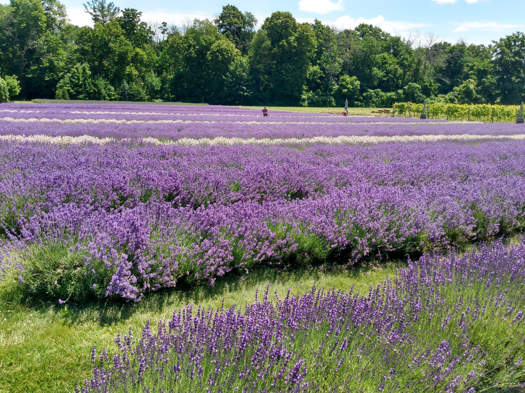 Bonnieheath Estate Lavender & Winery景点图片