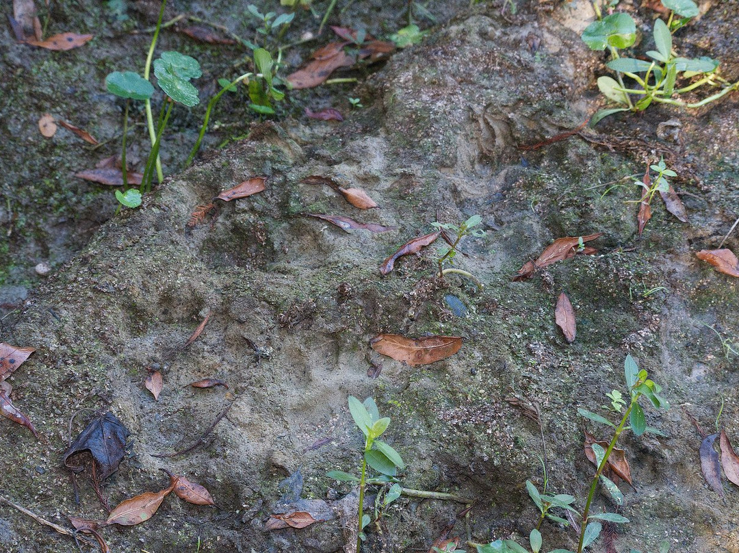 Tensas River National Wildlife Refuge景点图片