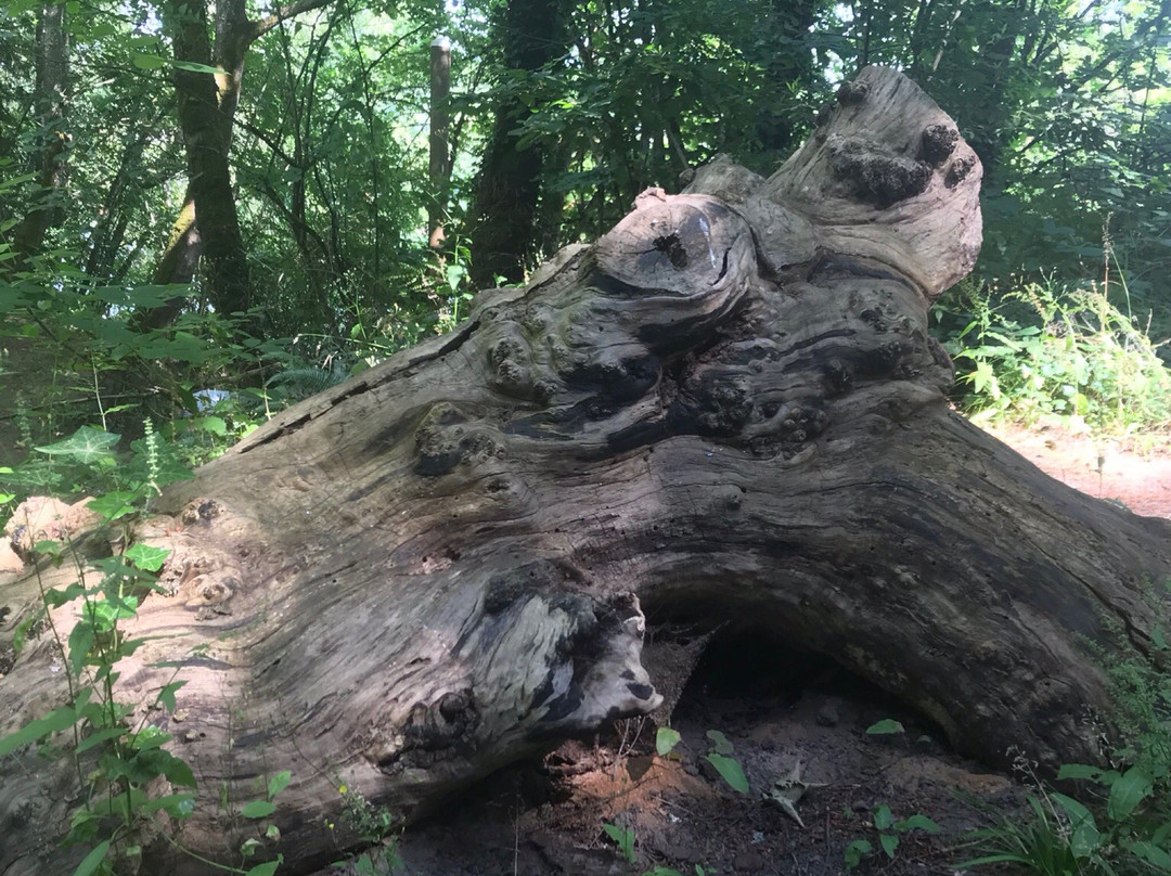 威尔逊维尔旅游景点-Memorial Park