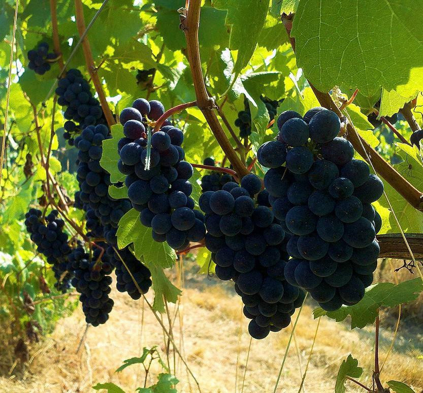 Helvetia Vineyards & Winery景点图片