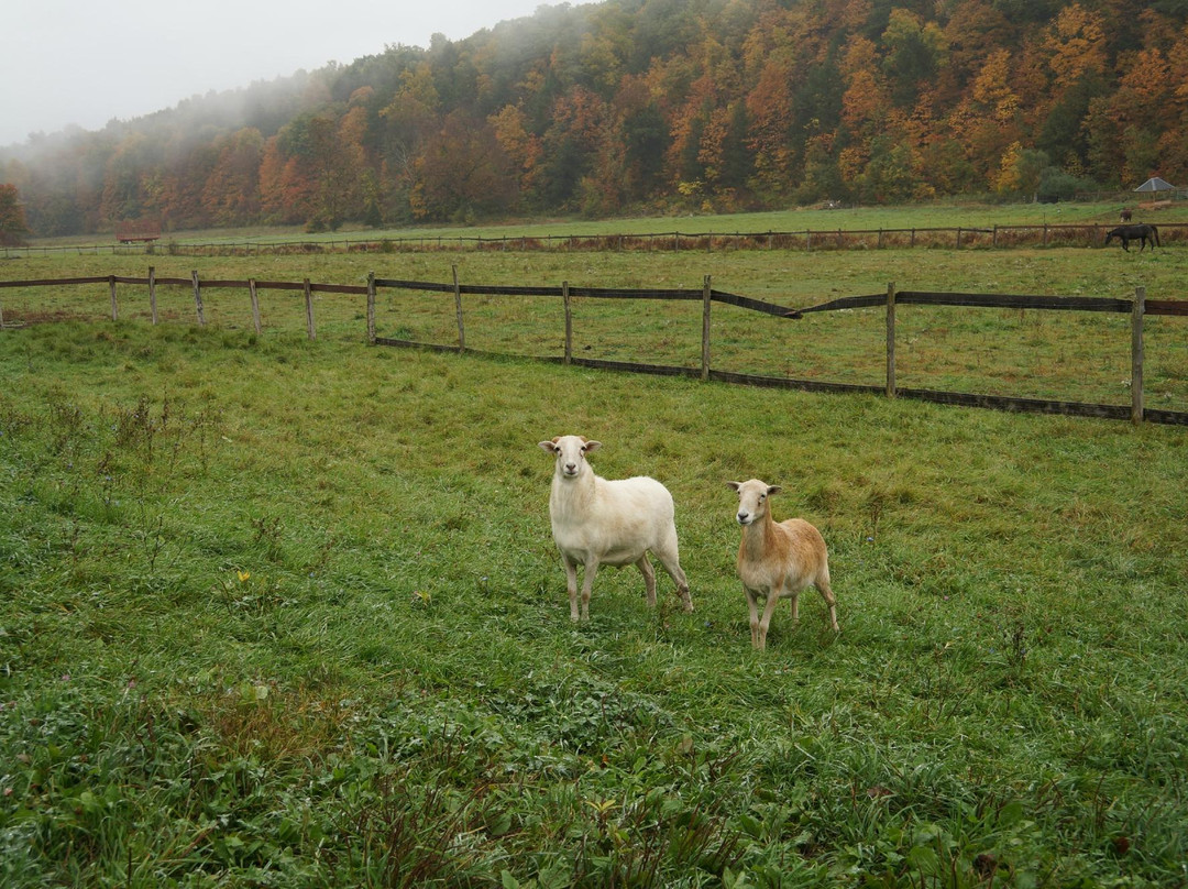 Catskill Animal Sanctuary