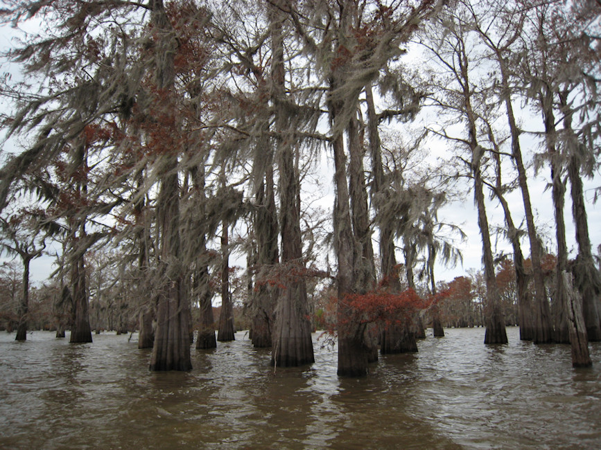 The Atchafalaya Experience景点图片