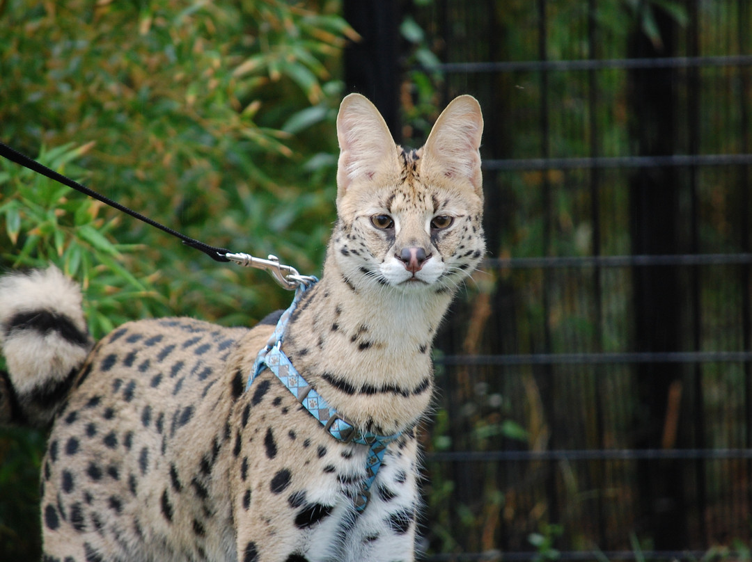 Tanganyika Wildlife Park-Goddard必去景点