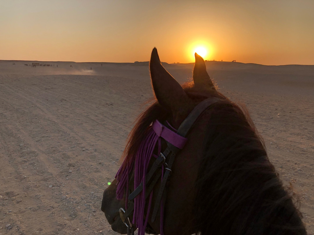Cairo Horse Riding School-吉萨必去景点