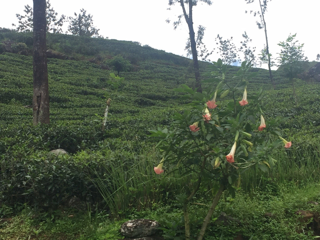 N2 Travels-加勒必去景点