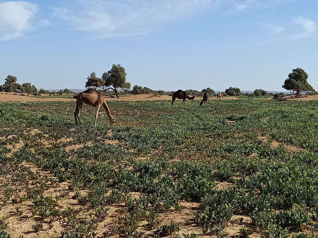 Morocco Excursion Tours景点图片