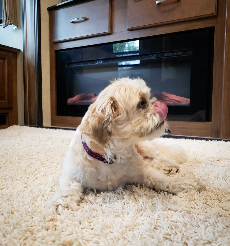 The Cape Cod Dog-伊斯特姆必去景点