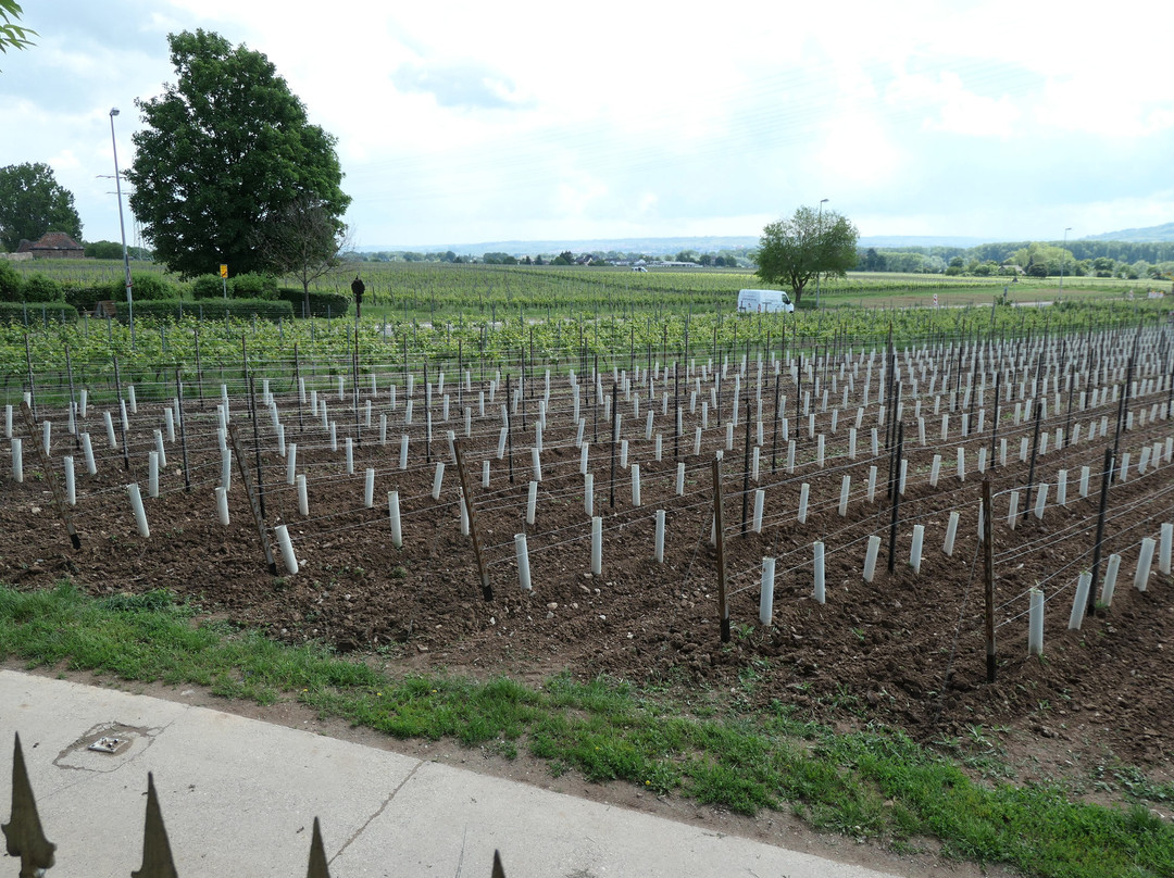 Weingut Prinz von Hessen-盖森海姆必去景点
