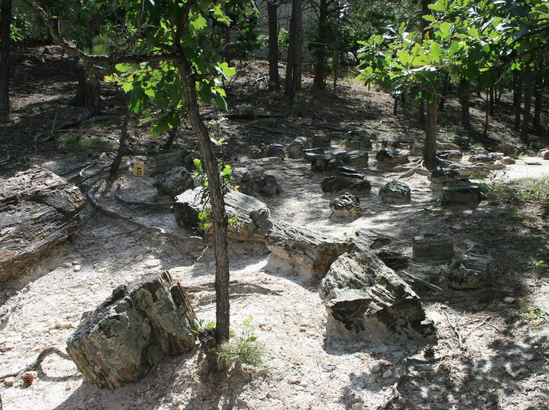 Petrified Forest of the Black Hills-Piedmont必去景点