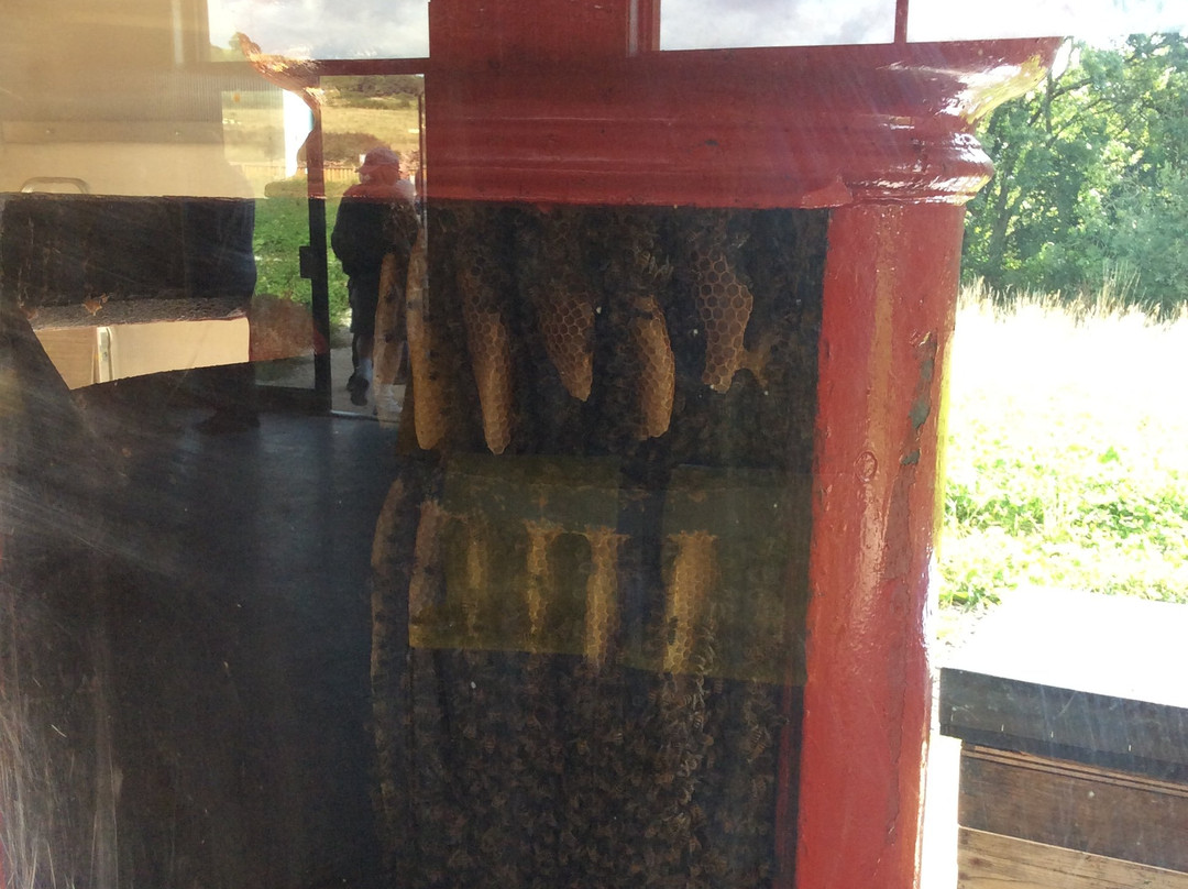 Quince Honey Farm-South Molton必去景点