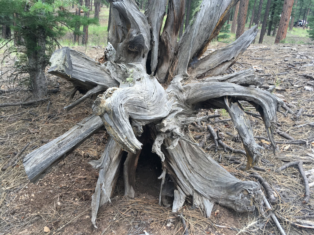 Jemez National Recreation Area景点图片