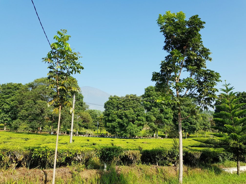 BESH Dempo Flower Hotel主图