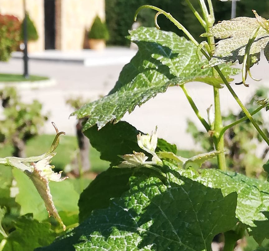 Wine Museum Costa Lazaridi-Kapandriti必去景点
