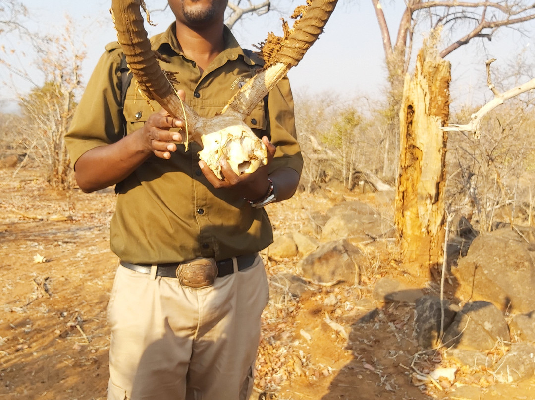 Livingstone Rhino Safaris-李文斯顿必去景点