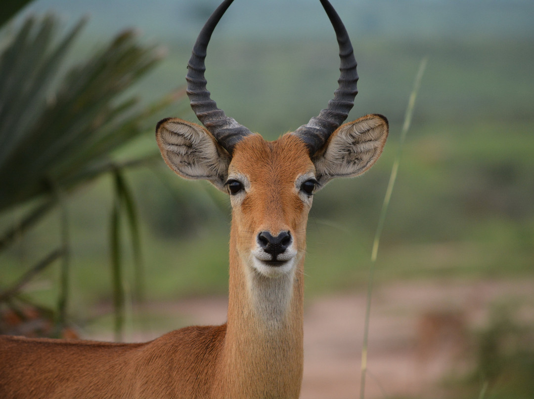 Self Drive in Uganda-恩德培必去景点