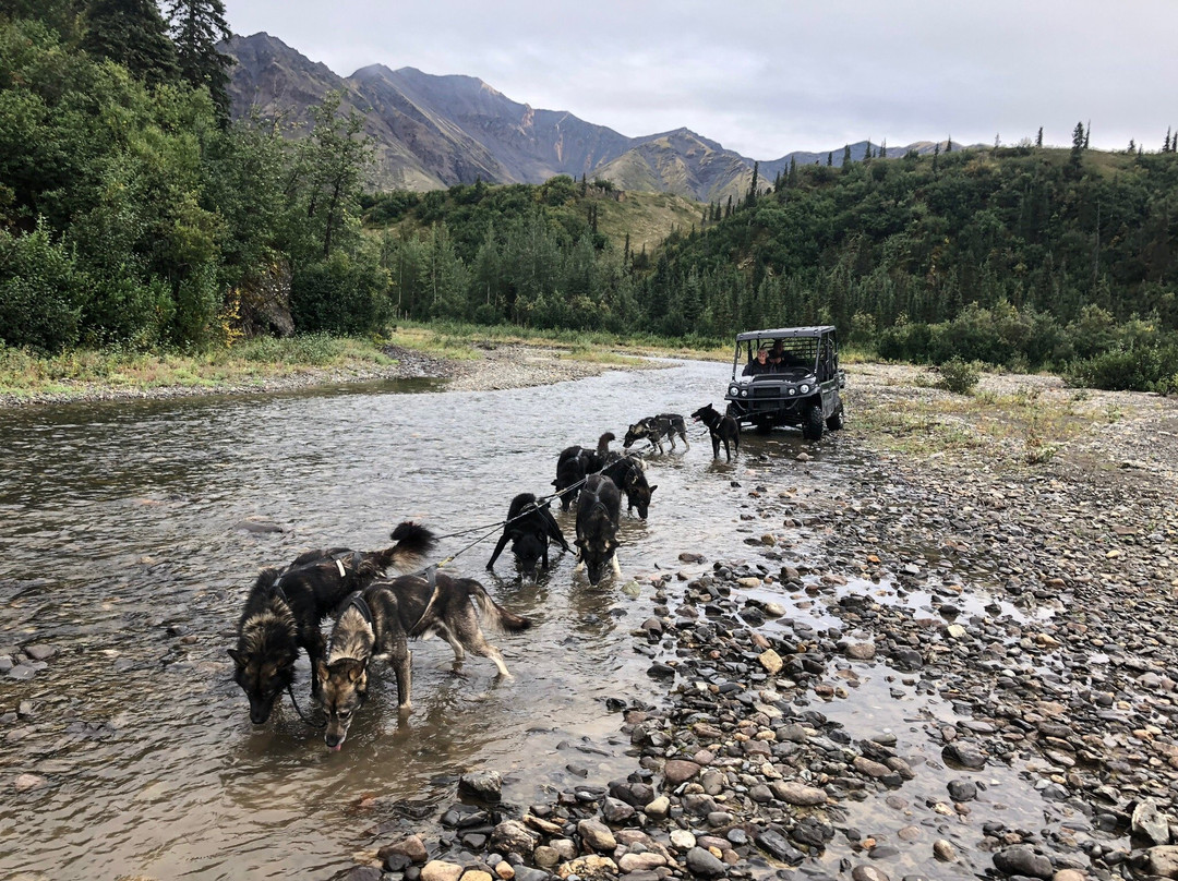 Wildthingz Dog Mushing (Summer)-坎特维尔必去景点
