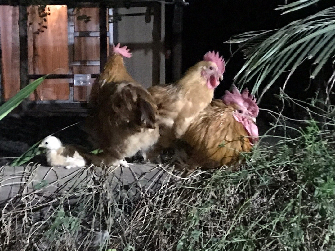 Ondangwa Restcamp主图