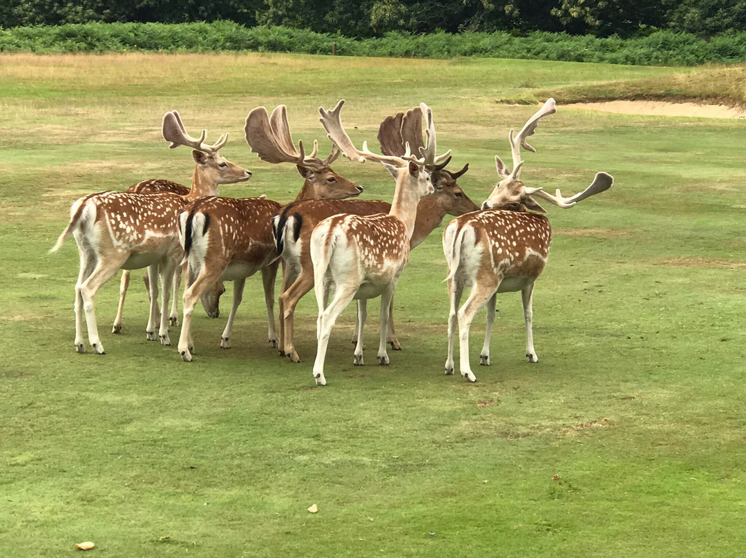 Knole Park Golf Club景点图片