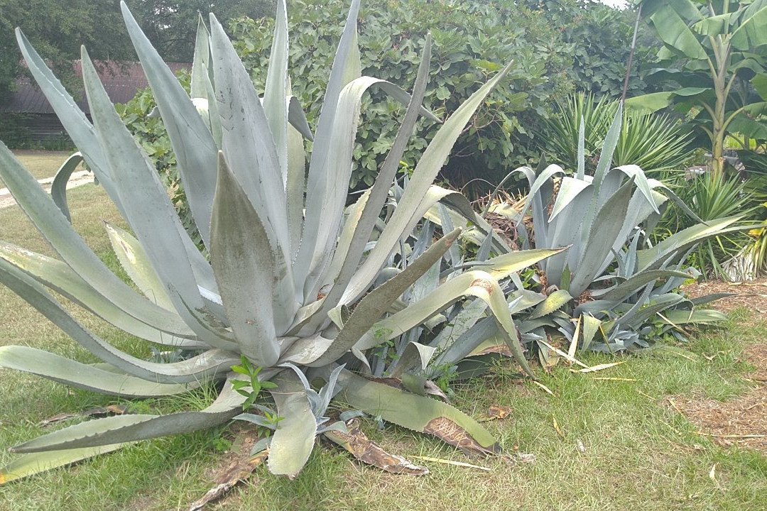 Garden of the Coastal Plain at Georgia Southern University-斯泰茨伯勒必去景点
