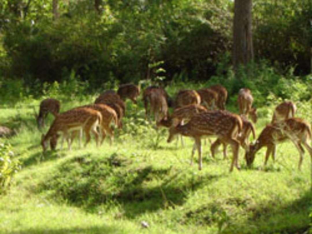 Pranahita Wildlife Sanctuary景点图片