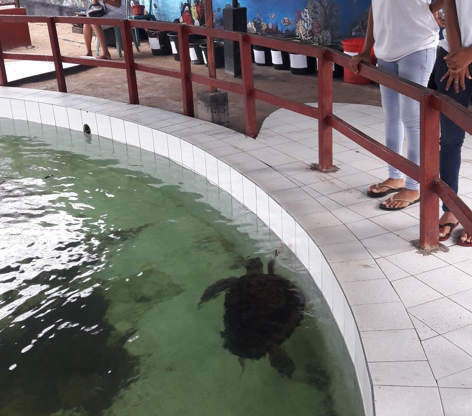海龟保育和教育中心（TCEC）景点图片