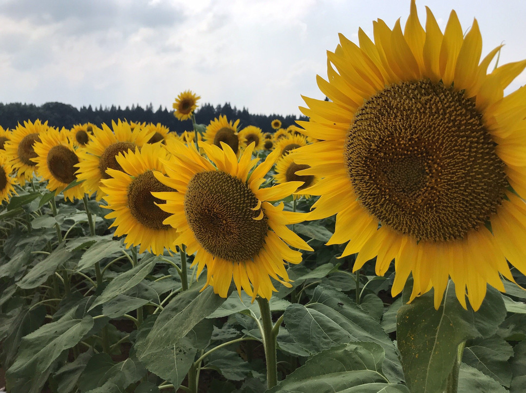 Tsunan Himawari Square-津南町必去景点