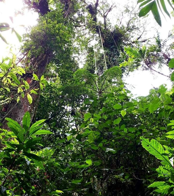 Sendero Los Quetzales景点图片