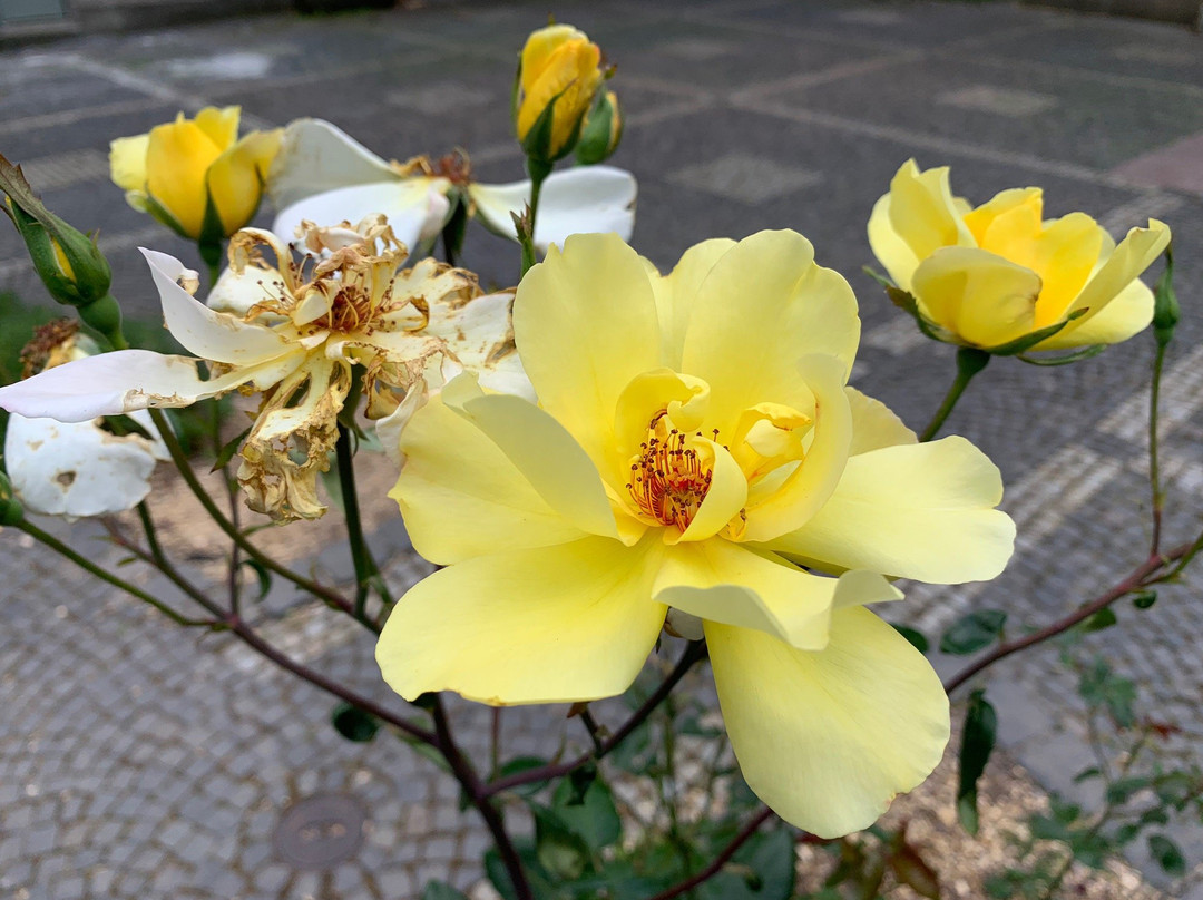 Banska Stiavnica Botanical Garden景点图片