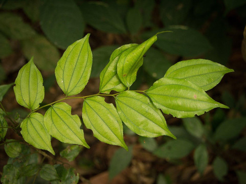Herb Walk Laos-琅勃拉邦必去景点