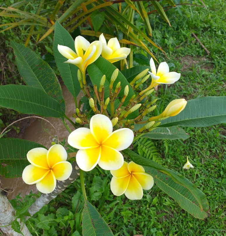 Belimbing Village-达巴南必去景点