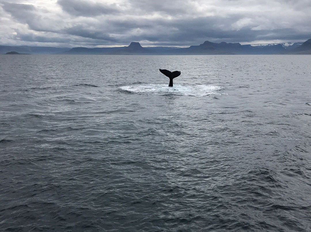 Amazing Westfjords-伊萨菲厄泽必去景点