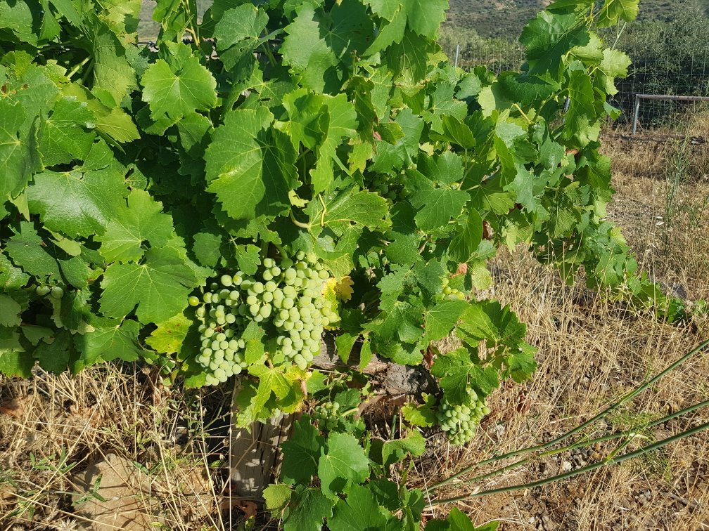 Celler Hugas de Batlle-Colera必去景点