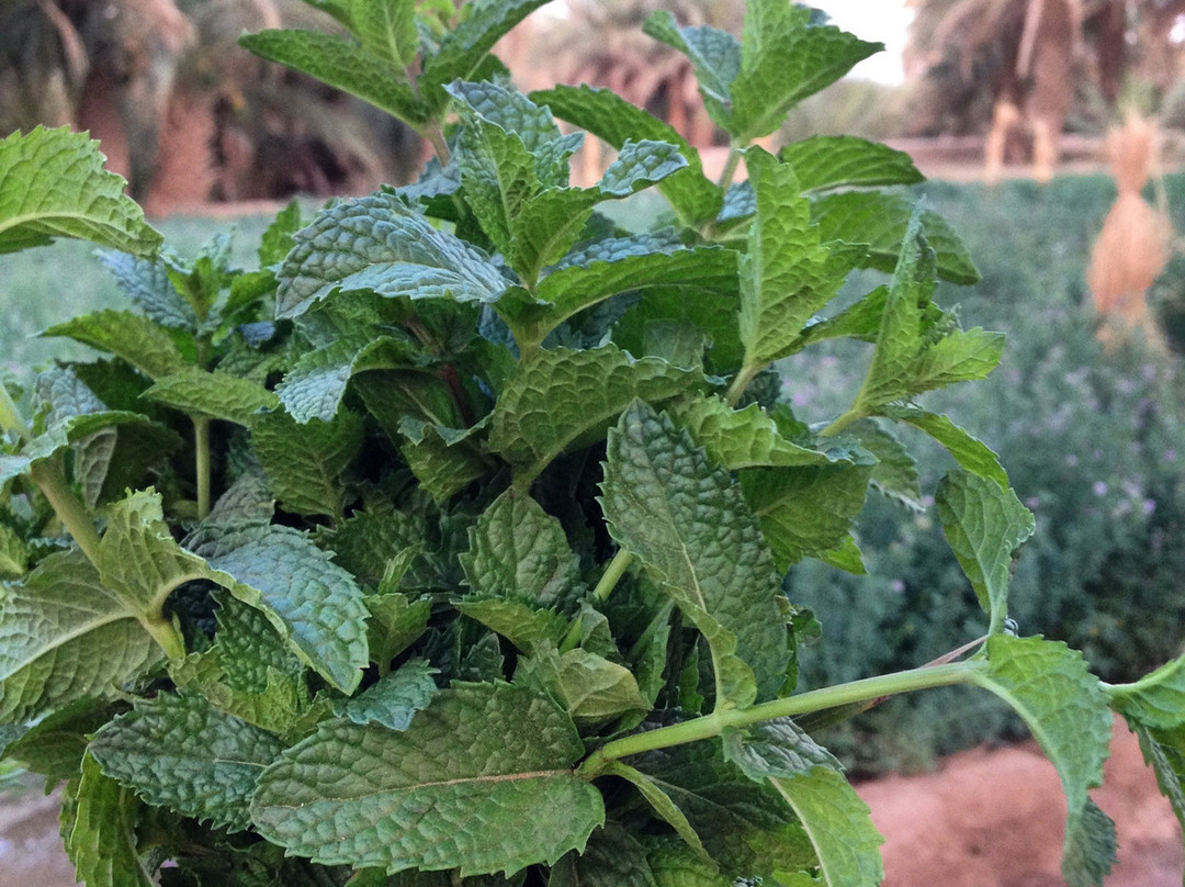 Mezguida-Rissani必去景点