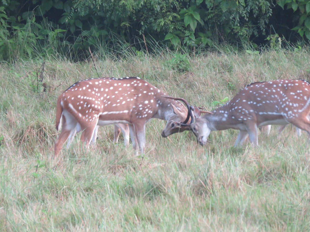 Banke National Park-Kohalpur必去景点