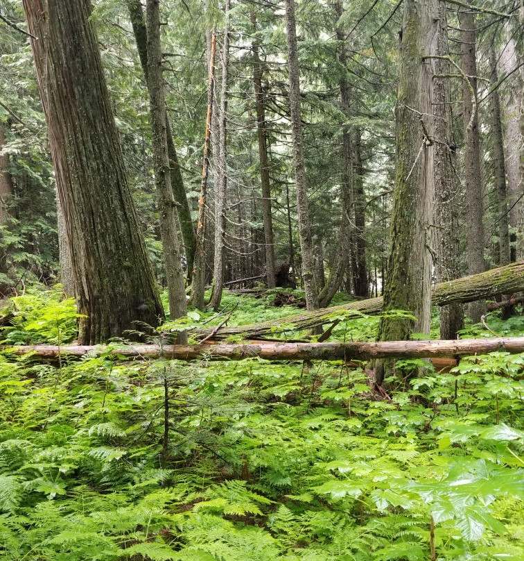 Giant Cedars Boardwalk Trail景点图片