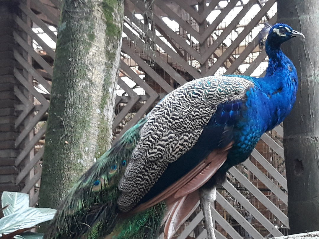 José Sanchez Alarcon Municipal Orchidarium-普拉亚格兰德必去景点