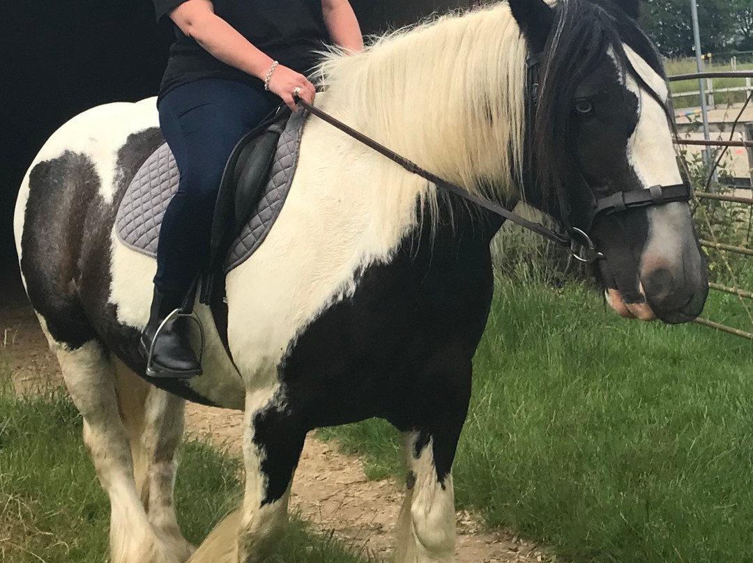 Bardwell Manor Equestrian Center-Bardwell必去景点