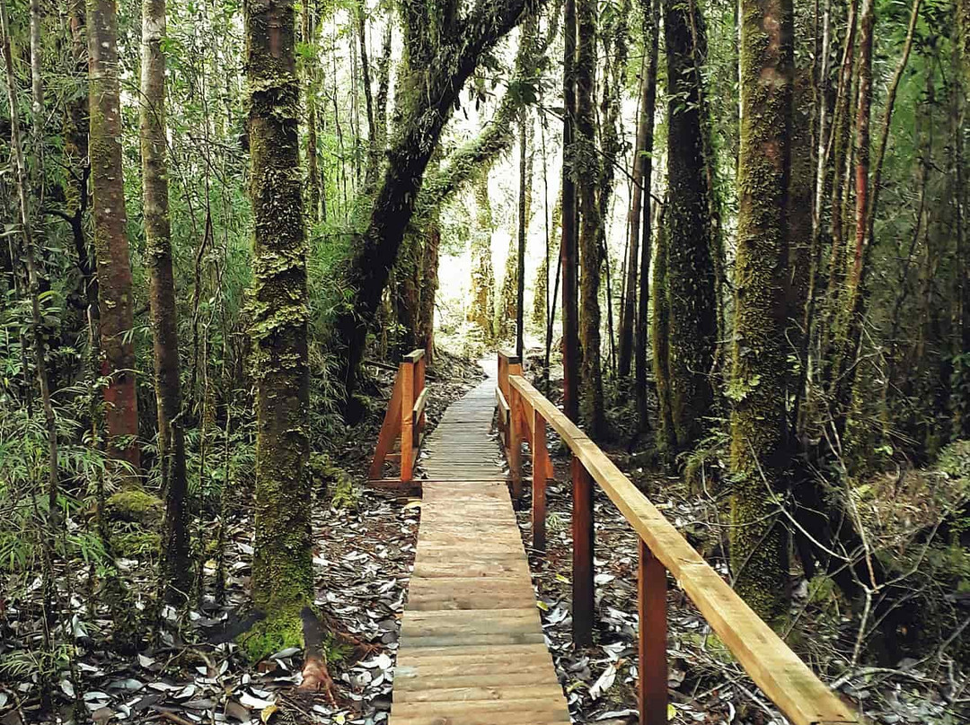 Parque Nacional Alerce Andino-蒙特港必去景点