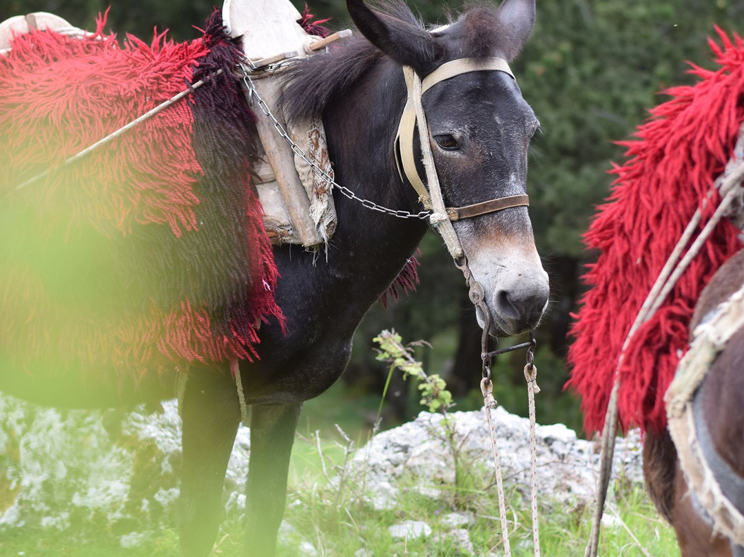Active Albania-地拉那必去景点