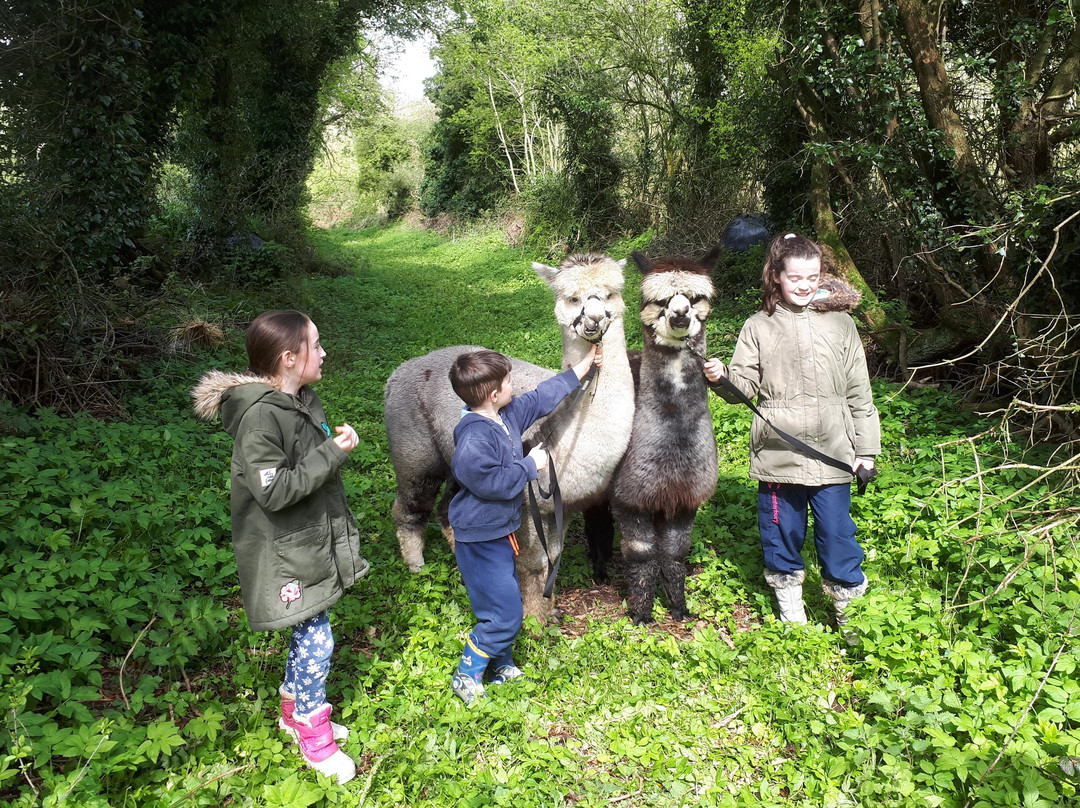Hilltop Farm Alpacas-Daingean必去景点