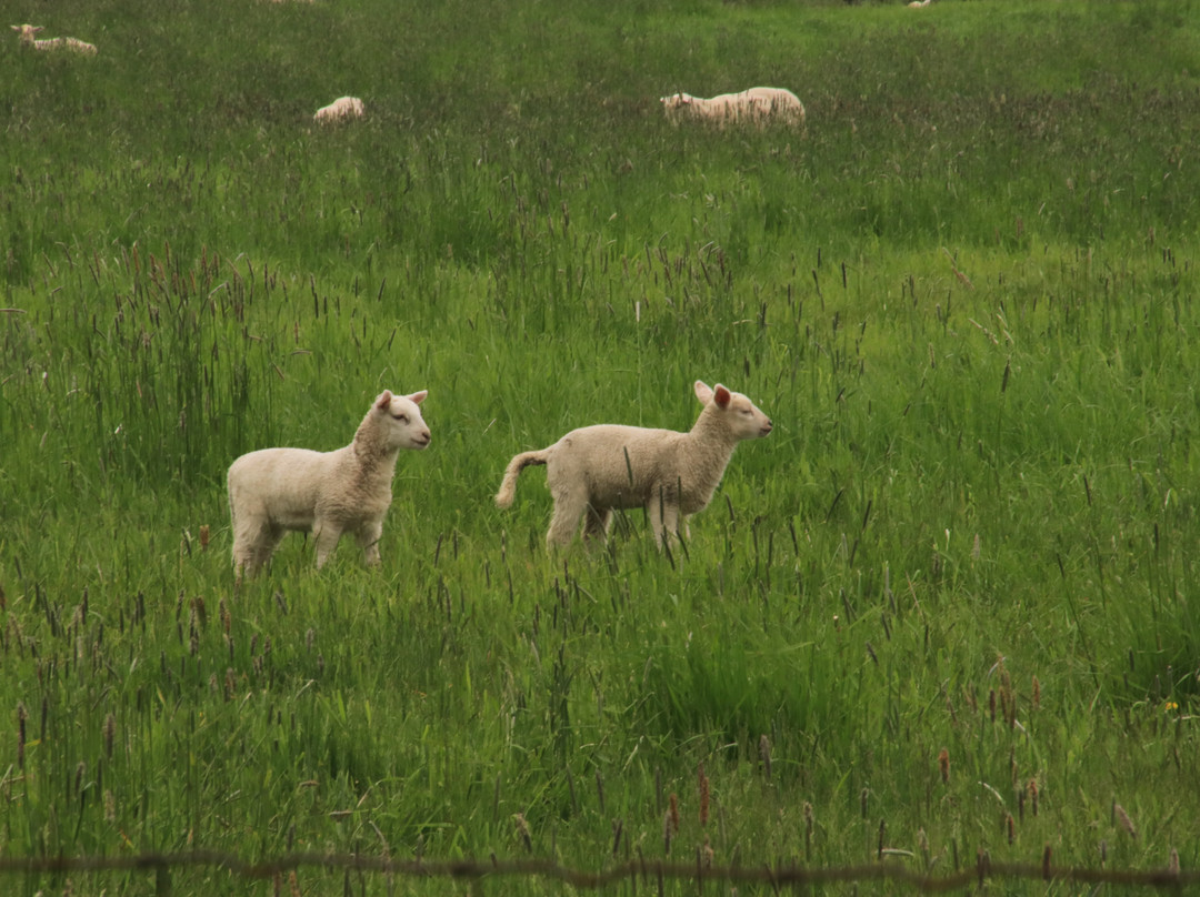Topsy Farms景点图片
