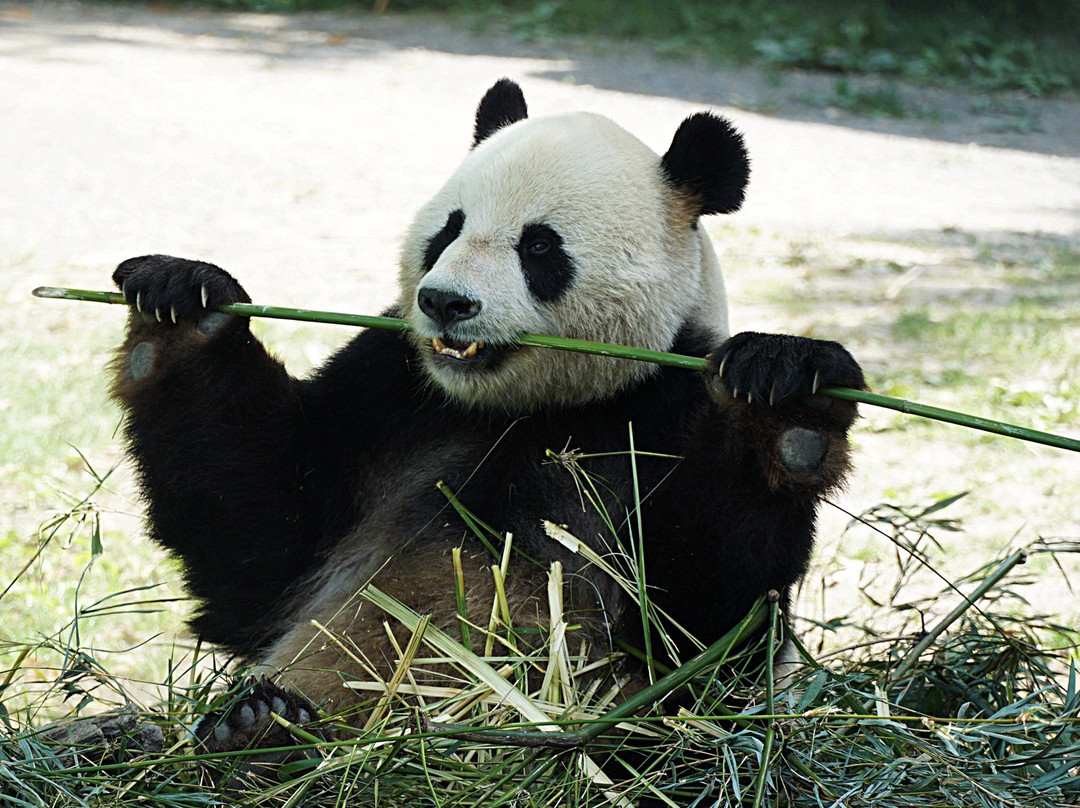 上海野生动物园景点图片