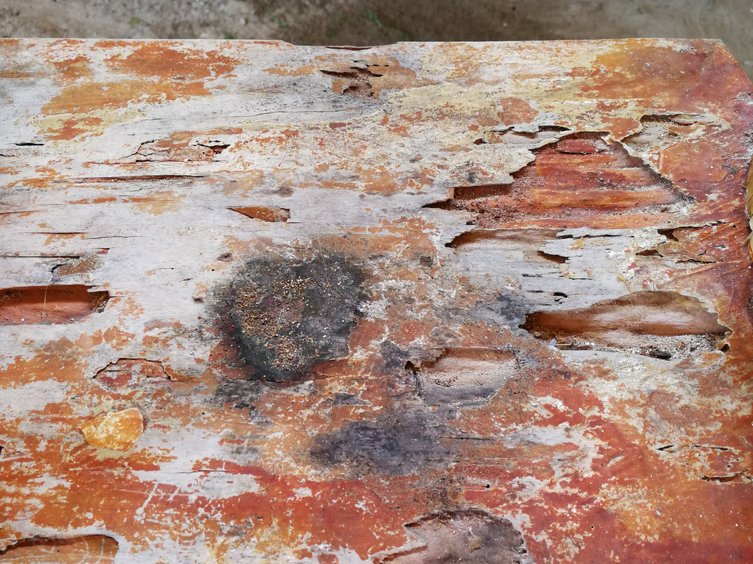 Beach Placid Resort主图